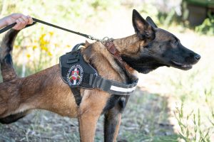  A. Anušauskas: pratybos „Audros smūgis 2023” rodo sąjungininkų įsipareigojimą kolektyvinei gynybai ir atgrasymui
